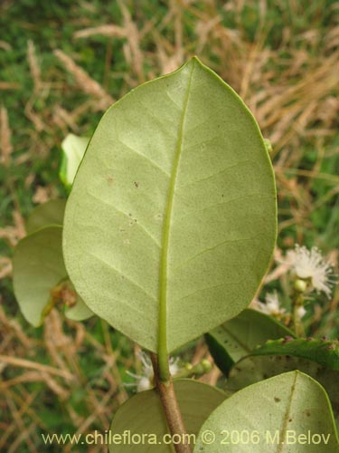 Myrceugenia exsucca의 사진